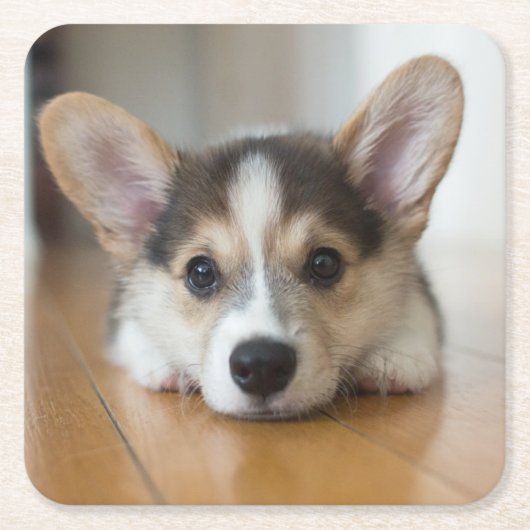 Kutest Baby Animals | Corgi Puppy Kartonnen Onderzetters (Voorkant)