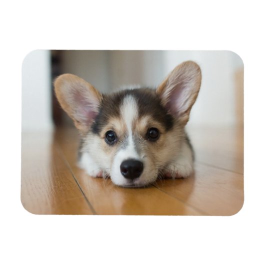 Kutest Baby Animals | Corgi Puppy Magneet (Horizontaal)