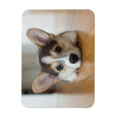 Kutest Baby Animals | Corgi Puppy Magneet (Verticaal)