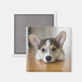 Kutest Baby Animals | Corgi Puppy Magneet (Voorkant / Achterkant)