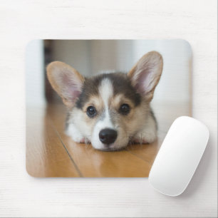 Kutest Baby Animals   Corgi Puppy Muismat
