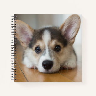 Kutest Baby Animals   Corgi Puppy Notitieboek
