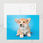 Kutest Baby Animals | Corgi Puppy op blauw Briefkaart (Voorkant / Achterkant)