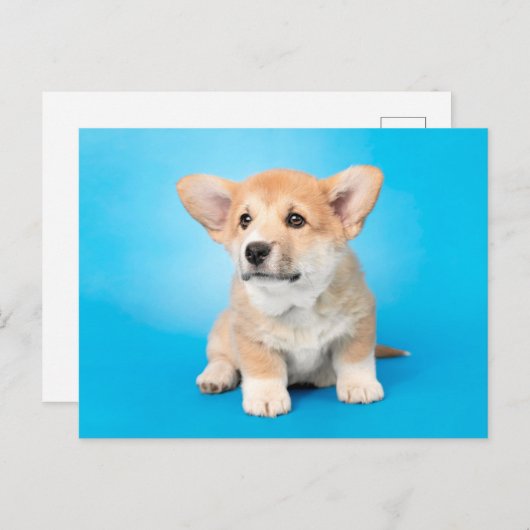 Kutest Baby Animals | Corgi Puppy op blauw Briefkaart (Voorkant / Achterkant)
