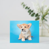 Kutest Baby Animals | Corgi Puppy op blauw Briefkaart (Staand voorkant)