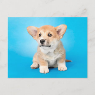 Kutest Baby Animals   Corgi Puppy op blauw Briefkaart