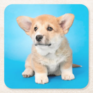 Kutest Baby Animals   Corgi Puppy op blauw Kartonnen Onderzetters