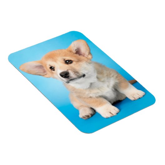 Kutest Baby Animals | Corgi Puppy op blauw Magneet (Rechterzijde)