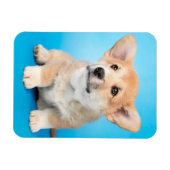 Kutest Baby Animals | Corgi Puppy op blauw Magneet (Horizontaal)