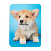 Kutest Baby Animals | Corgi Puppy op blauw Magneet (Verticaal)