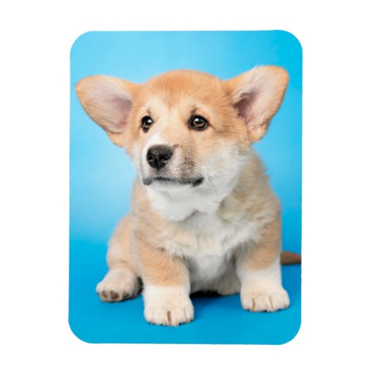 Kutest Baby Animals | Corgi Puppy op blauw Magneet (Verticaal)