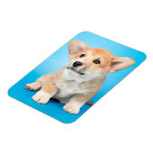 Kutest Baby Animals | Corgi Puppy op blauw Magneet (Linkerzijde)