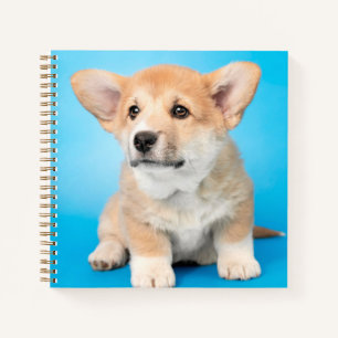Kutest Baby Animals Corgi Puppy op blauw Notitieboek