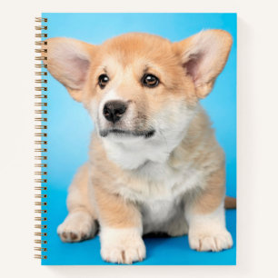 Kutest Baby Animals   Corgi Puppy op blauw Notitieboek