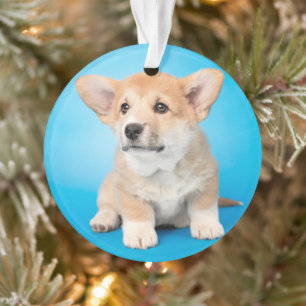 Kutest Baby Animals   Corgi Puppy op blauw Ornament