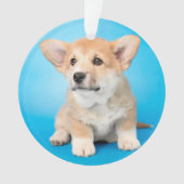 Kutest Baby Animals | Corgi Puppy op blauw Ornament (voorkant)