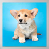 Kutest Baby Animals | Corgi Puppy op blauw Poster (Voorkant)