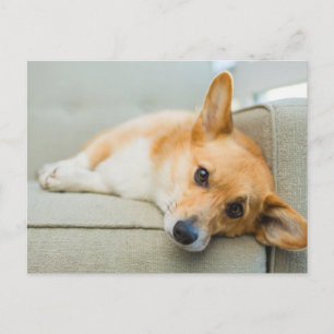 Kutest Baby Animals Corgi Puppy op de bank Briefkaart