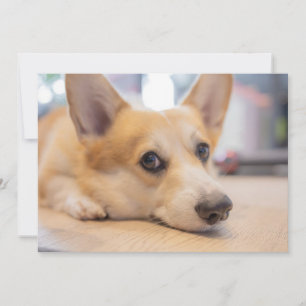 Kutest Baby Animals   Corgi Puppy op de vloer Bedankkaart