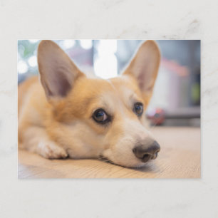 Kutest Baby Animals   Corgi Puppy op de vloer Briefkaart