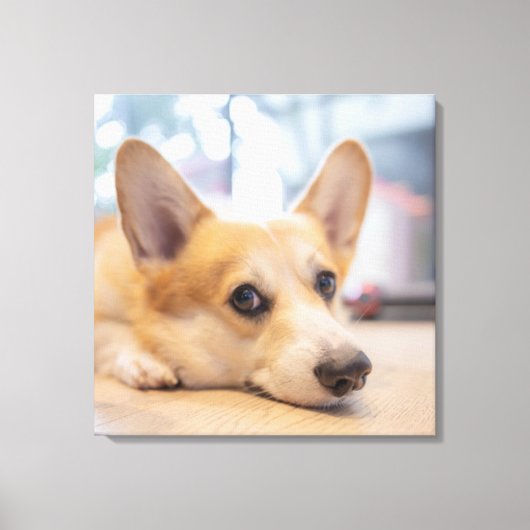 Kutest Baby Animals | Corgi Puppy op de vloer Canvas Afdruk (Voorkant)