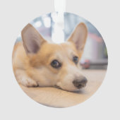 Kutest Baby Animals | Corgi Puppy op de vloer Ornament (achterkant)