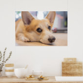 Kutest Baby Animals | Corgi Puppy op de vloer Poster (Keuken)