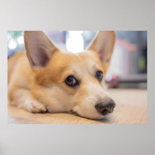 Kutest Baby Animals   Corgi Puppy op de vloer Poster
