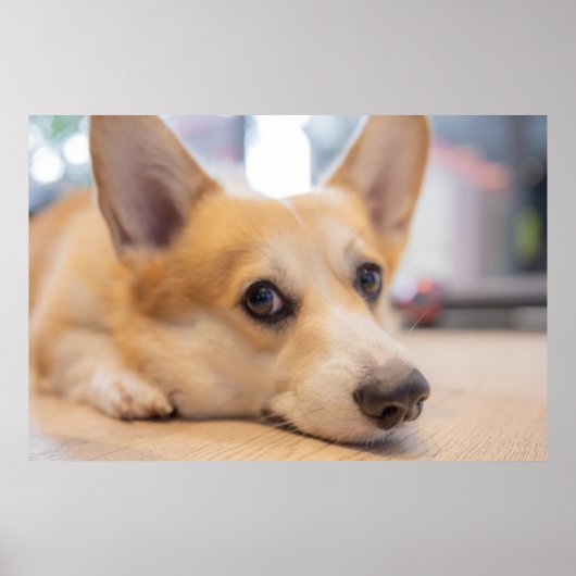 Kutest Baby Animals | Corgi Puppy op de vloer Poster (Voorkant)