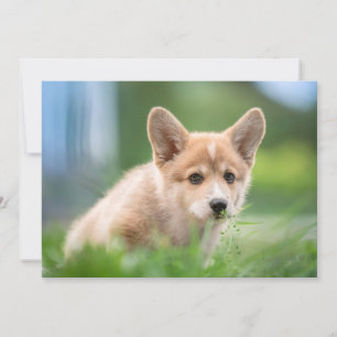 Kutest Baby Animals   Corgi Puppy op de Yard Bedankkaart