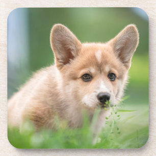 Kutest Baby Animals Corgi Puppy op de Yard Bier Onderzetter
