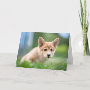 Kutest Baby Animals   Corgi Puppy op de Yard Kaart