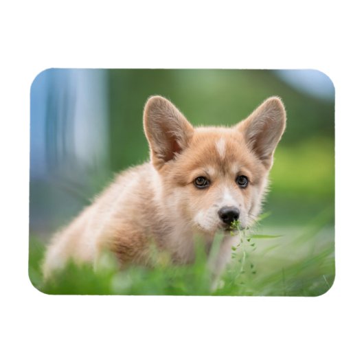 Kutest Baby Animals | Corgi Puppy op de Yard Magneet (Horizontaal)