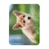 Kutest Baby Animals | Corgi Puppy op de Yard Magneet (Verticaal)