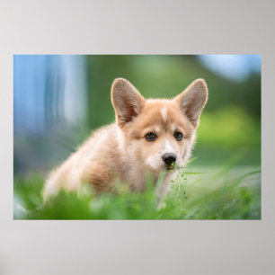 Kutest Baby Animals Corgi Puppy op de Yard Poster