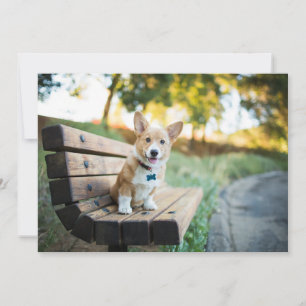 Kutest Baby Animals   Corgi Puppy op een parkbank Bedankkaart