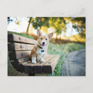 Kutest Baby Animals   Corgi Puppy op een parkbank Briefkaart