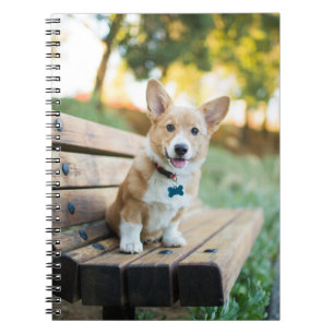 Kutest Baby Animals   Corgi Puppy op een parkbank Notitieboek