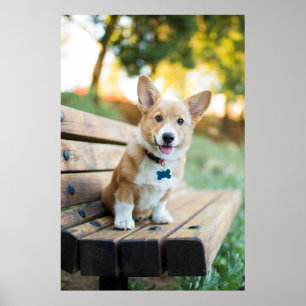 Kutest Baby Animals   Corgi Puppy op een parkbank Poster