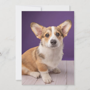 Kutest Baby Animals   Corgi Puppy op Paars Bedankkaart