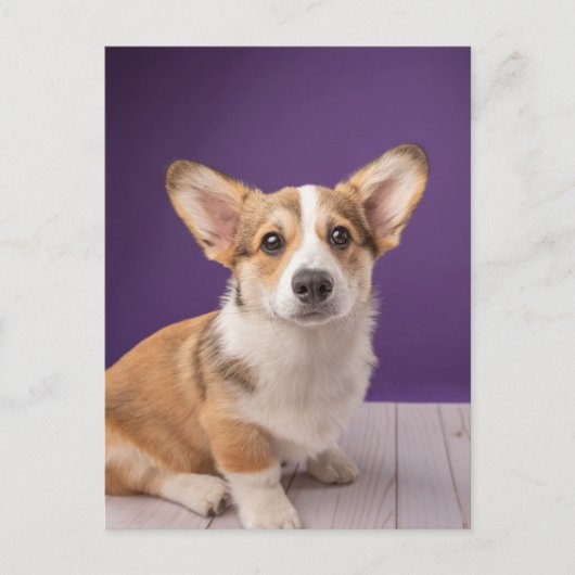Kutest Baby Animals | Corgi Puppy op Paars Briefkaart (Voorkant)