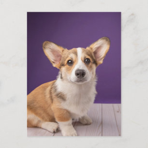 Kutest Baby Animals   Corgi Puppy op Paars Briefkaart