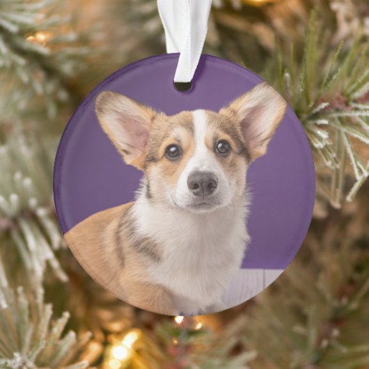 Kutest Baby Animals | Corgi Puppy op Paars Ornament (Boom)