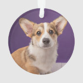 Kutest Baby Animals | Corgi Puppy op Paars Ornament (achterkant)