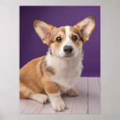 Kutest Baby Animals | Corgi Puppy op Paars Poster (Voorkant)