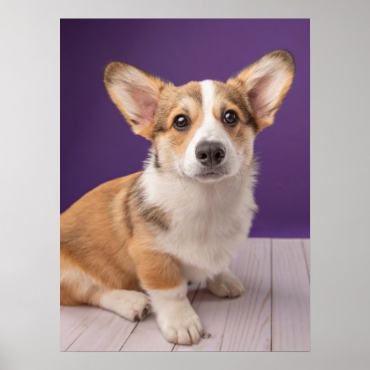 Kutest Baby Animals | Corgi Puppy op Paars Poster (Voorkant)