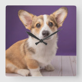 Kutest Baby Animals | Corgi Puppy op Paars Vierkante Klok (Voorkant)