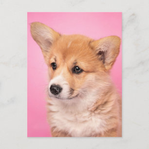 Kutest Baby Animals   Corgi Puppy op roze Briefkaart
