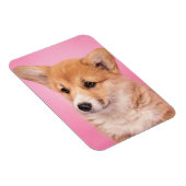 Kutest Baby Animals | Corgi Puppy op roze Magneet (Rechterzijde)