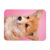 Kutest Baby Animals | Corgi Puppy op roze Magneet (Horizontaal)